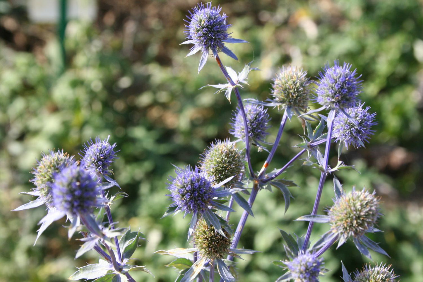 Eryngium planum 'Blauer Zwerg' Kleiner Garten-Mannstreu
