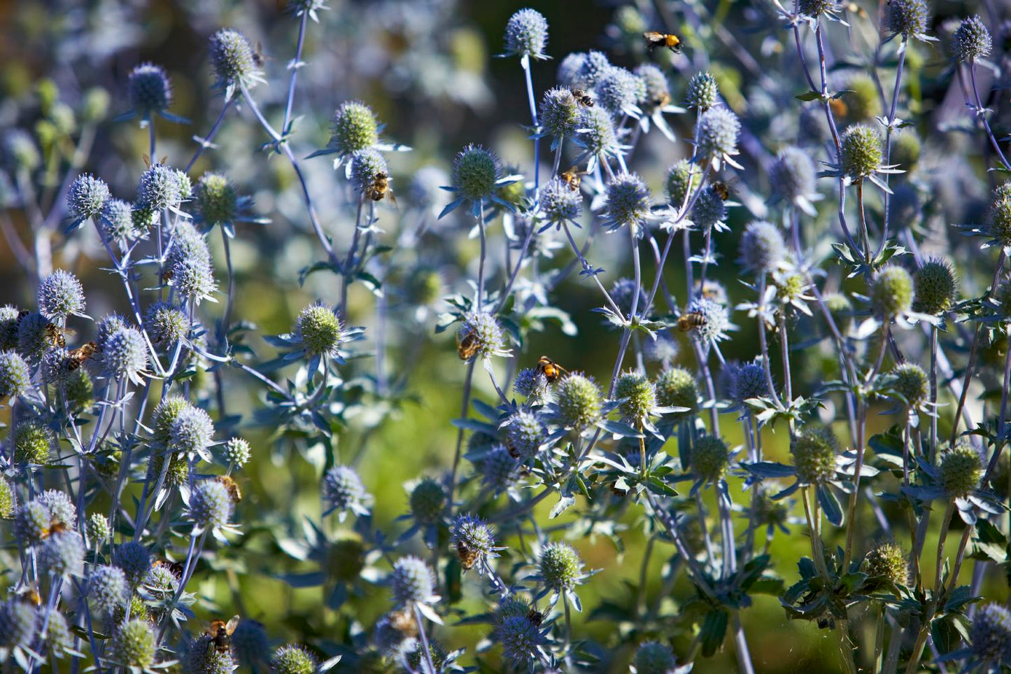 Eryngium planum 'Blauer Zwerg' (Kleiner Garten-Mannstreu)