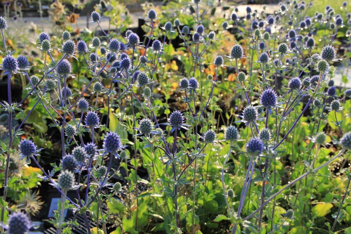 Eryngium planum 'Blauer Zwerg' (Kleiner Garten-Mannstreu)