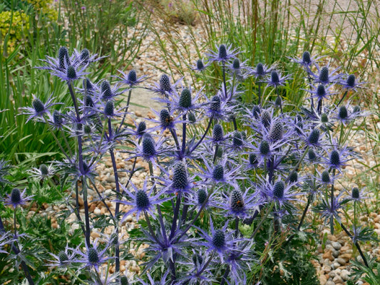 Eryngium x zabelii 'Big Blue' Zabels Garten-Mannstreu