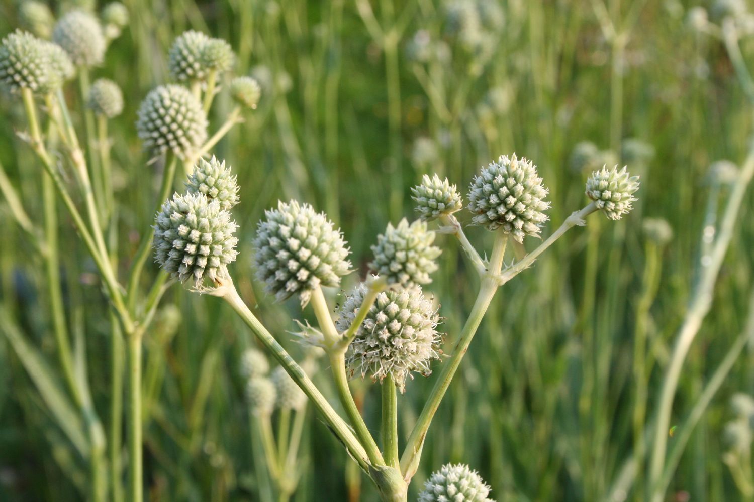 Eryngium yuccifolium Palmlilienblättriger Mannstreu