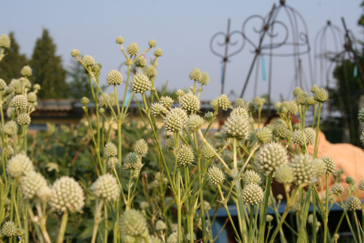 Eryngium yuccifolium (Palmlilienblättriger Mannstreu)