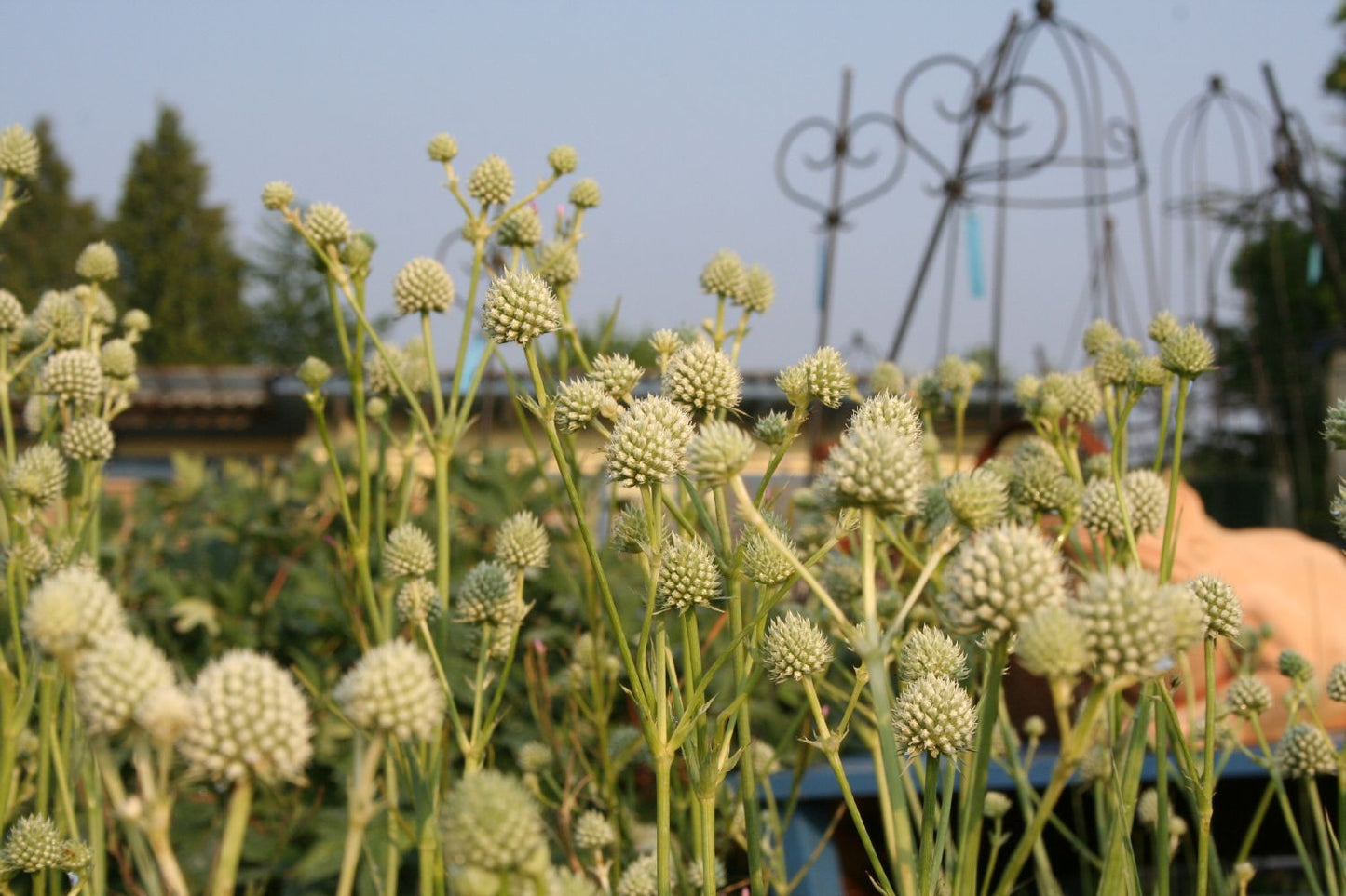Eryngium yuccifolium (Palmlilienblättriger Mannstreu)
