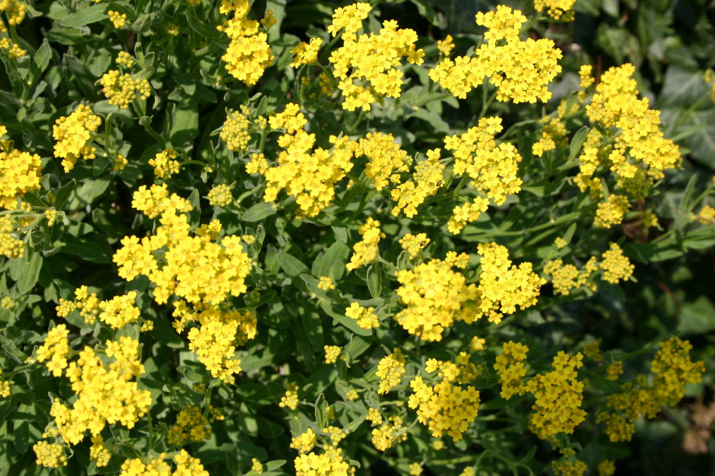 Alyssum montanum 'Berggold' Berg-Steinkraut Alyssum montanum 'Berggold' Berg-Steinkraut