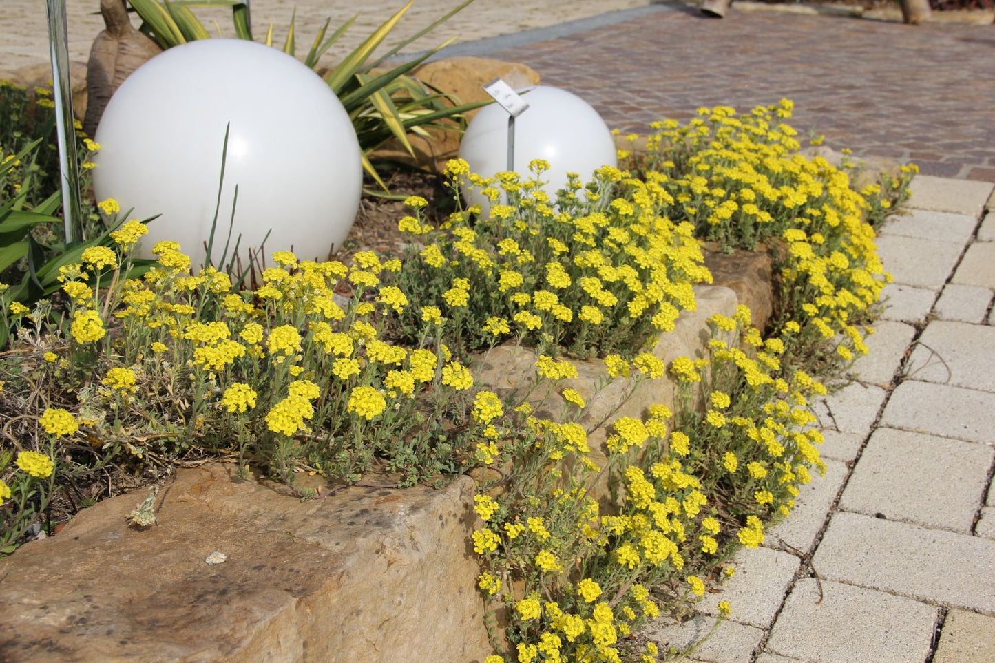 Alyssum montanum 'Berggold' (Berg-Steinkraut)
