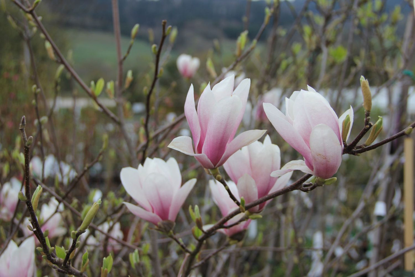 Magnolia soulangeana Tulpenmagnolie Magnolia soulangeana Tulpenmagnolie
