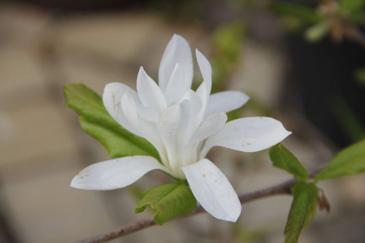 Magnolia stellata Sternmagnolie