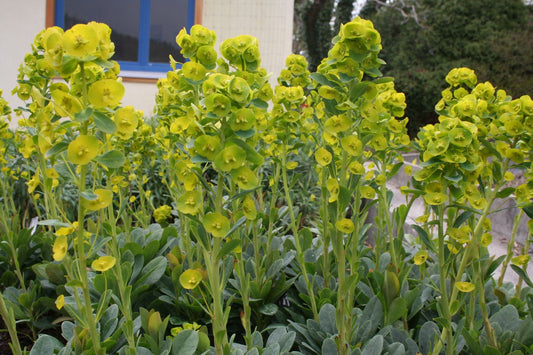 Euphorbia amygdaloides ssp. robbiae Mandelblättrige Wolfsmilch