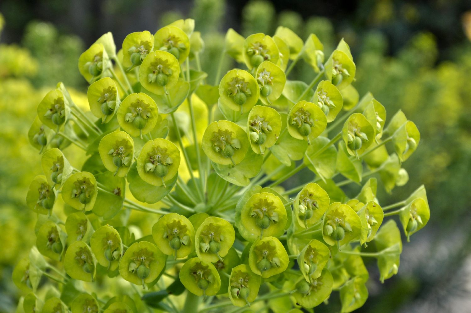 Euphorbia characias ssp. wulfenii Mittelmeer-Wolfsmilch
