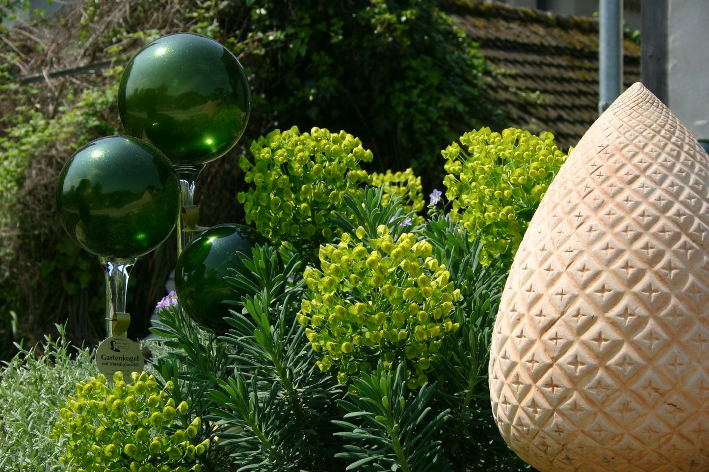 Euphorbia characias ssp. wulfenii (Mittelmeer-Wolfsmilch)
