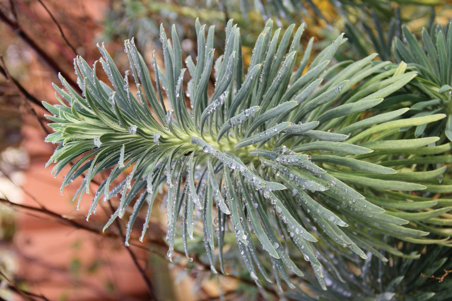 Euphorbia characias ssp. wulfenii (Mittelmeer-Wolfsmilch)