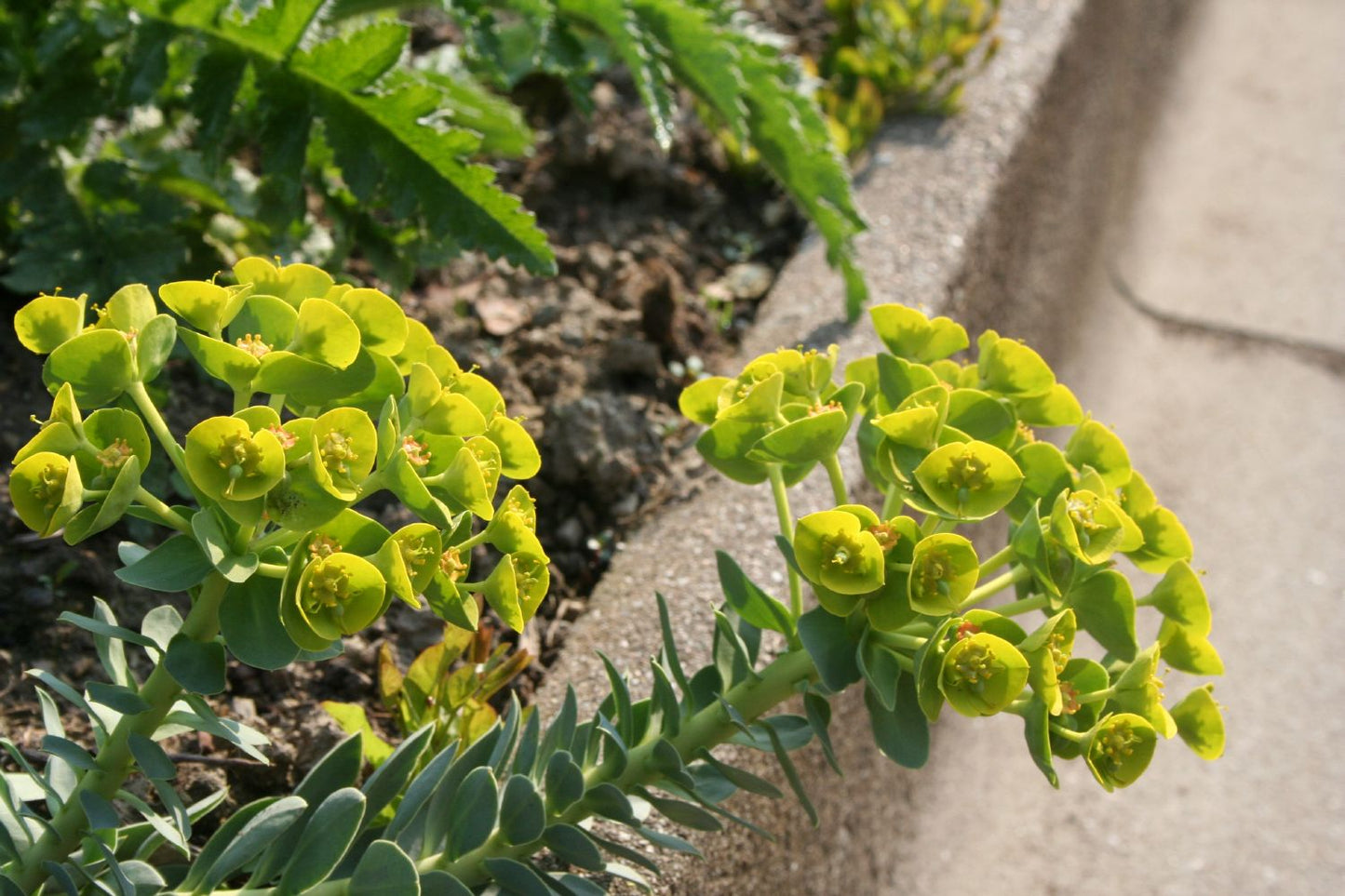 Euphorbia myrsinites Walzen-Wolfsmilch Euphorbia myrsinites Walzen-Wolfsmilch