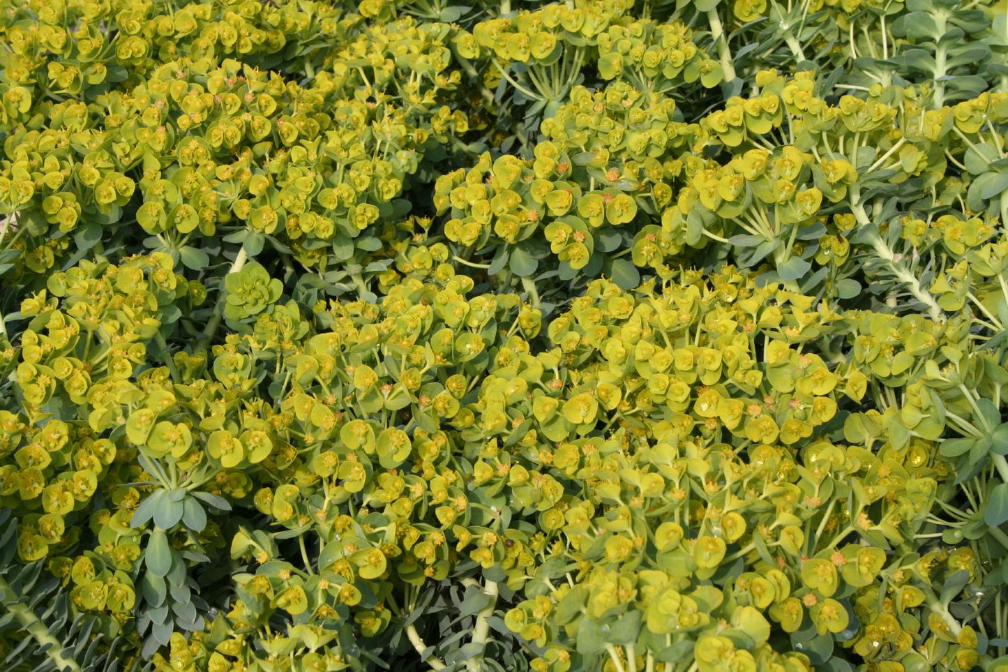 Euphorbia myrsinites (Walzen-Wolfsmilch) Euphorbia myrsinites (Walzen-Wolfsmilch)