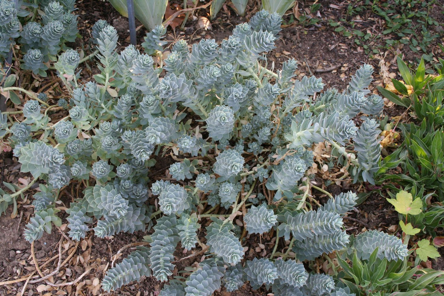 Euphorbia myrsinites (Walzen-Wolfsmilch) Euphorbia myrsinites (Walzen-Wolfsmilch)