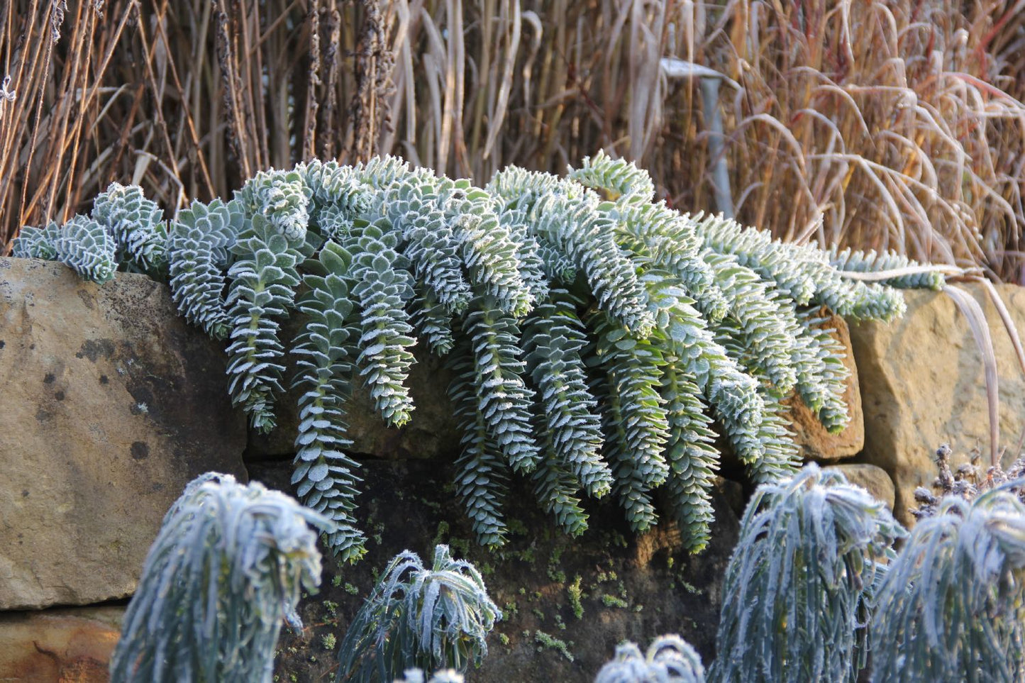 Euphorbia myrsinites (Walzen-Wolfsmilch) Euphorbia myrsinites (Walzen-Wolfsmilch)
