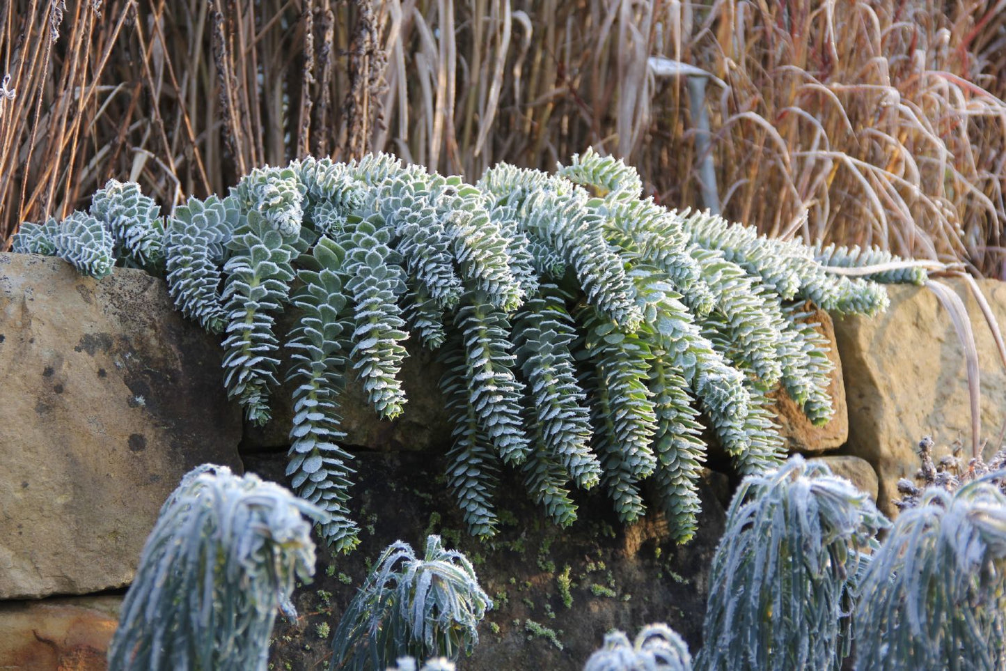 Euphorbia myrsinites (Walzen-Wolfsmilch)