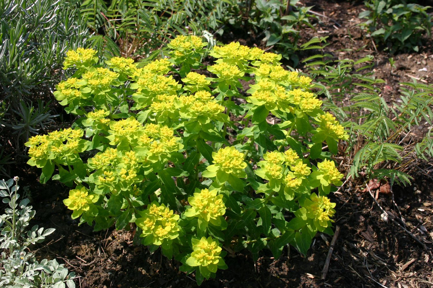 Euphorbia polychroma Gold-Wolfsmilch Euphorbia polychroma Gold-Wolfsmilch