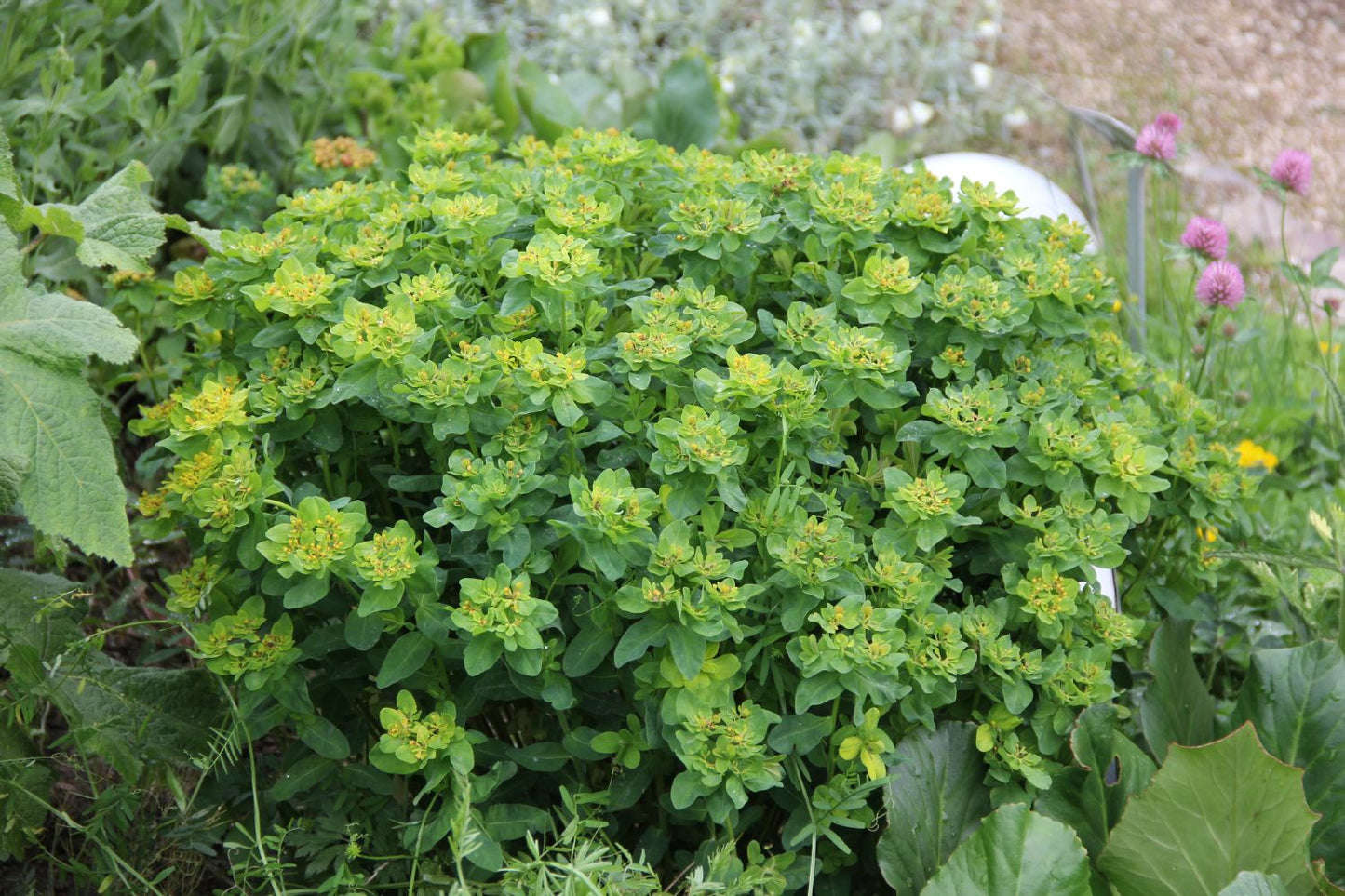 Euphorbia polychroma (Gold-Wolfsmilch)