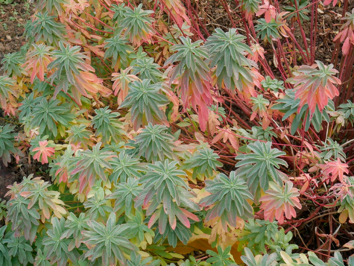 Euphorbia polychroma (Gold-Wolfsmilch)