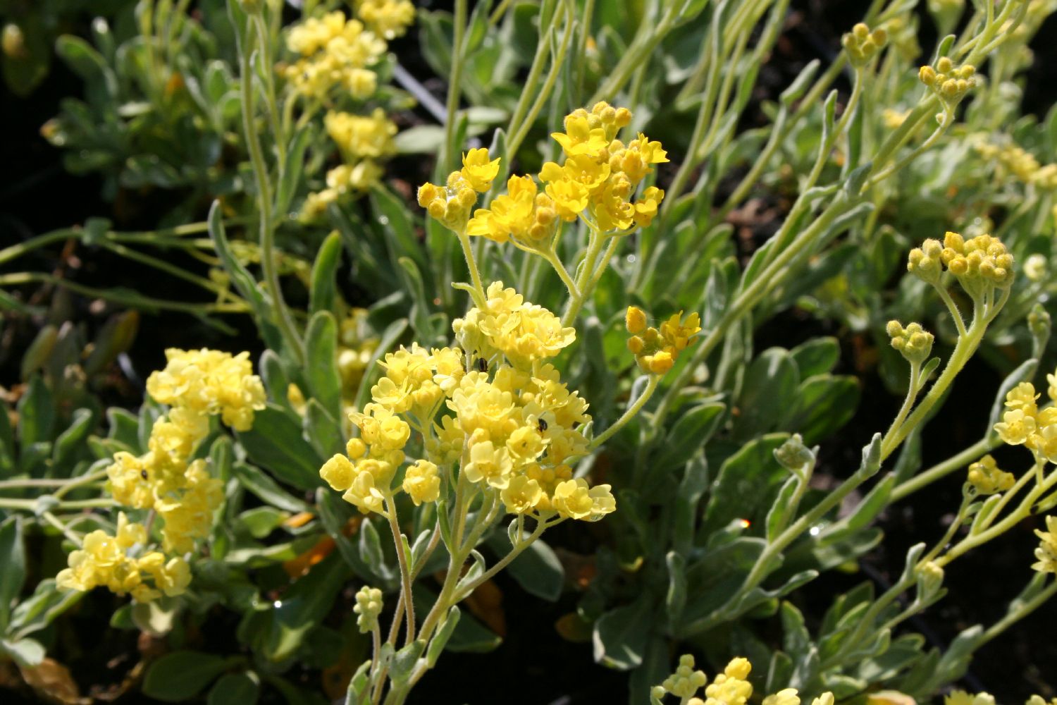 Alyssum saxatile 'Sulphureum' Felsensteinkraut 'Sulphureum'