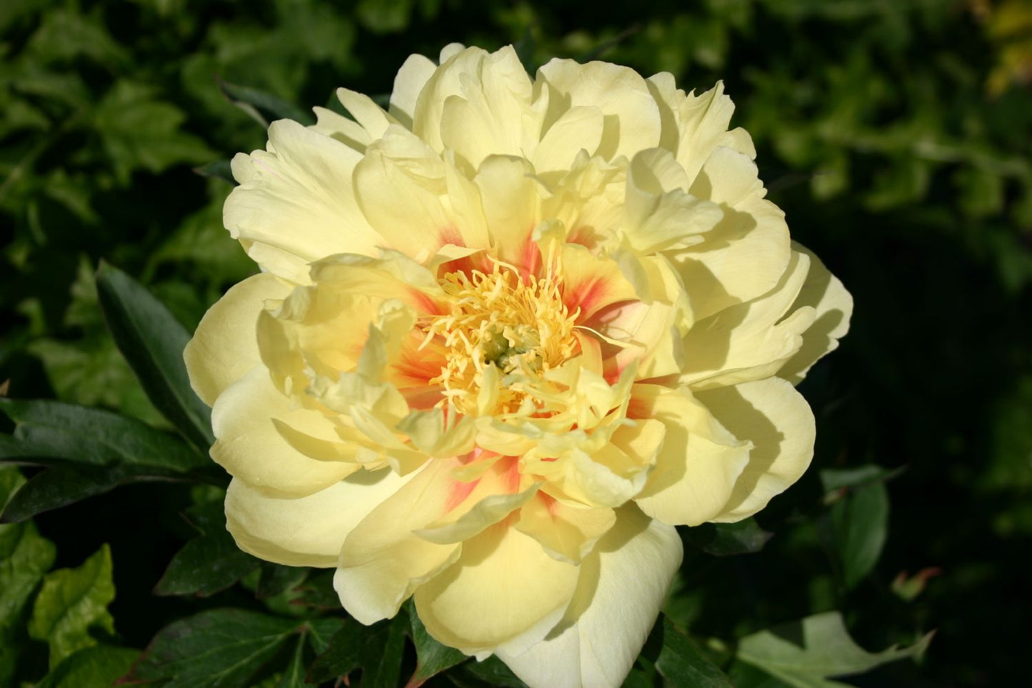 Paeonia Itoh-Hybride 'Bartzella' Intersektionelle Pfingstrose
