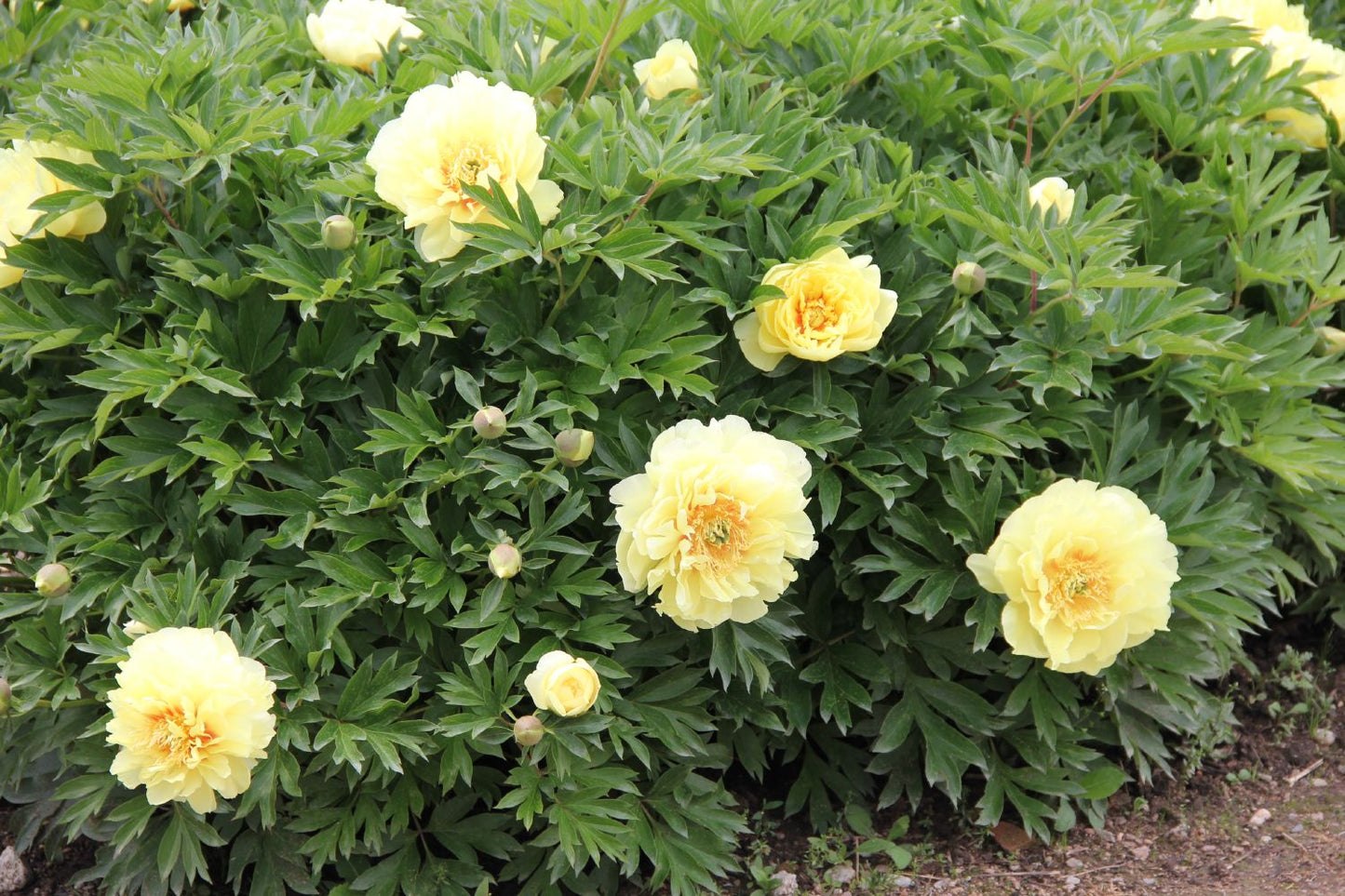 Paeonia Itoh-Hybride 'Bartzella' (Intersektionelle Pfingstrose)