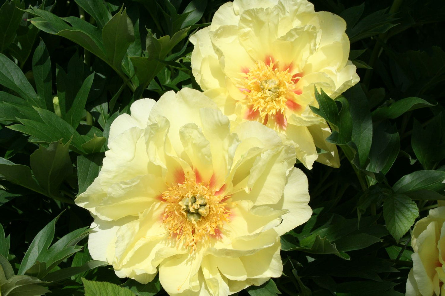 Paeonia Itoh-Hybride 'Bartzella' (Intersektionelle Pfingstrose)