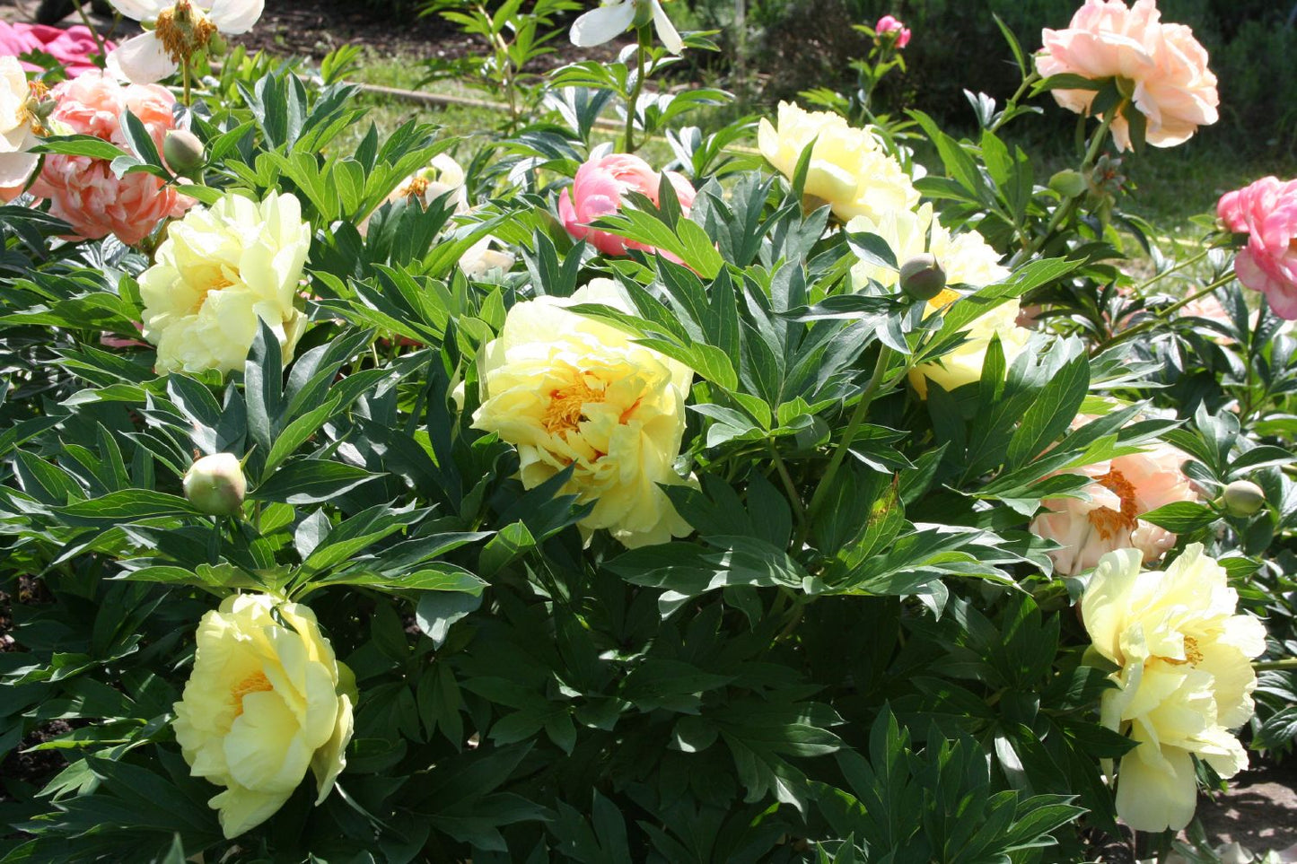 Paeonia Itoh-Hybride 'Bartzella' (Intersektionelle Pfingstrose)