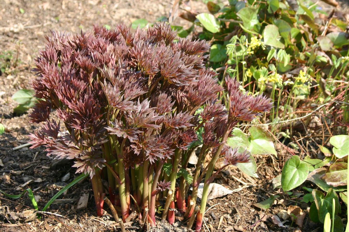 Paeonia Itoh-Hybride 'Bartzella' (Intersektionelle Pfingstrose)