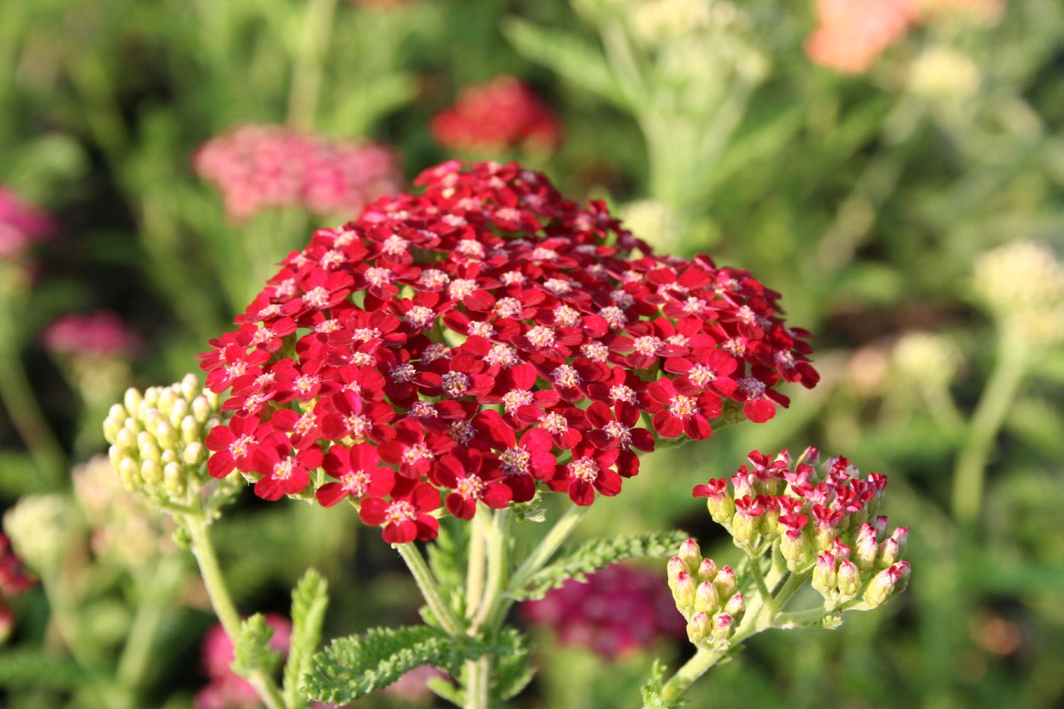 Achillea millefolium 'Petra' Schafgarbe