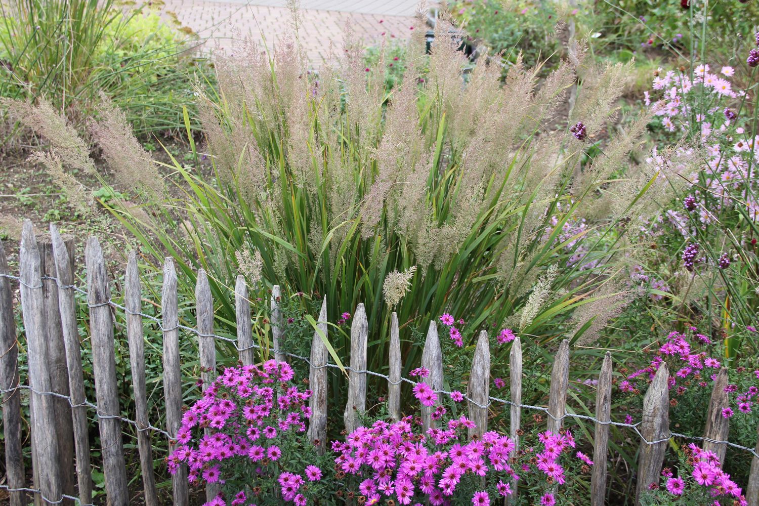 Calamagrostis brachytricha Diamantgras