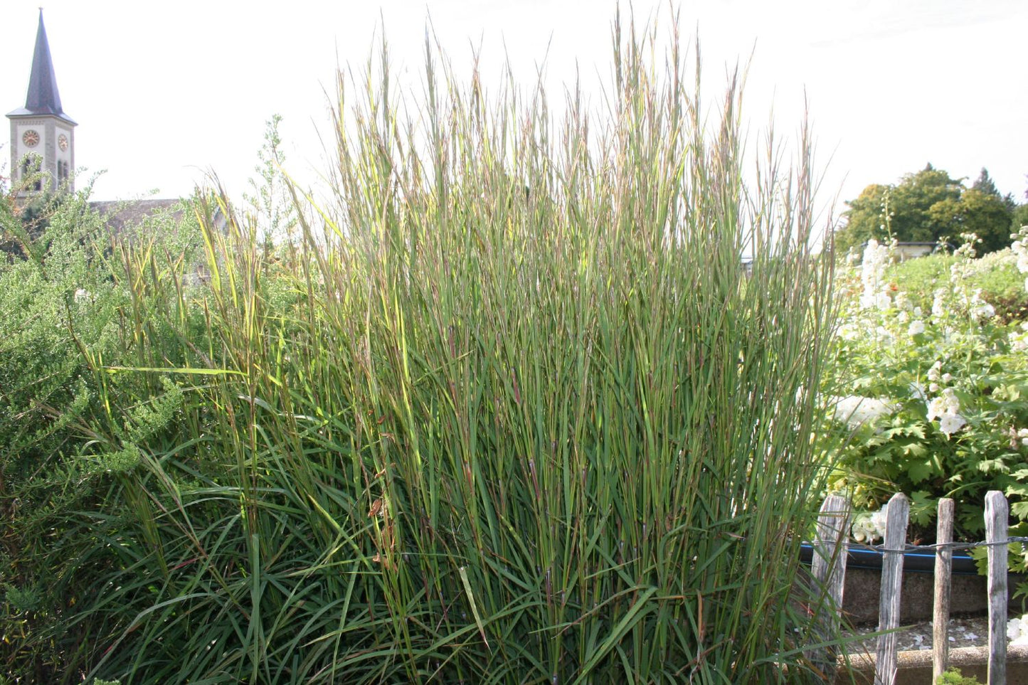 Schizachyrium scoparium 'Cairo' Prärie-Bartgras