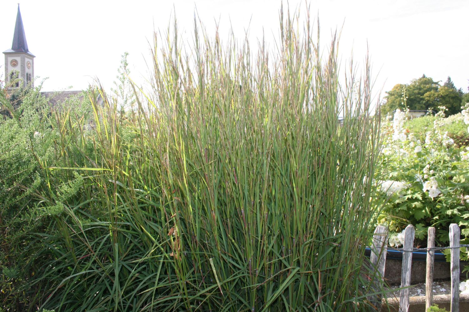 Schizachyrium scoparium 'Cairo' Prärie-Bartgras