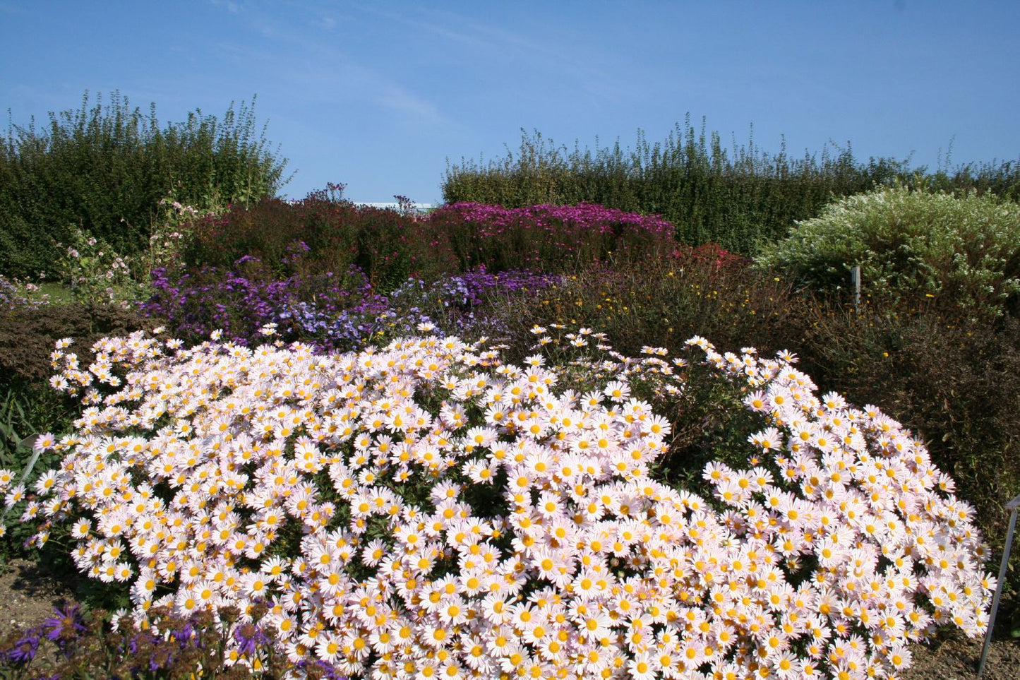 Arctanthemum arcticum 'Roseum' (Grönlandmargarite)