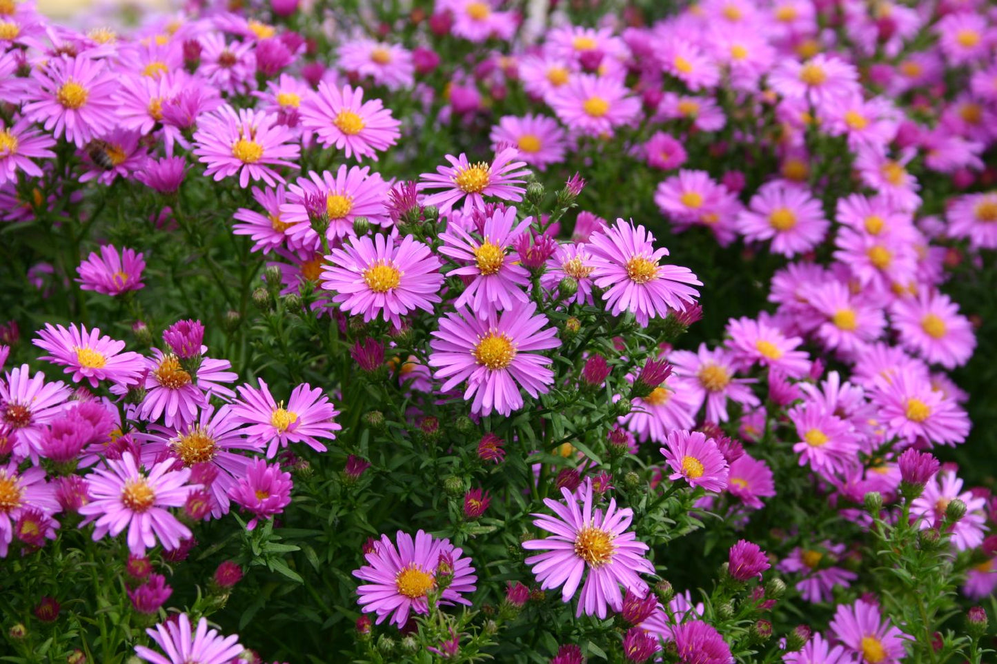 Aster dumosus 'Dietgard Rosa' (Kissen-Aster)