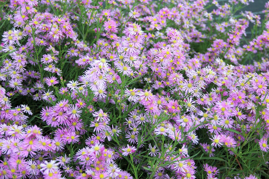 Aster ericoides 'Pink Star' Myrtenaster