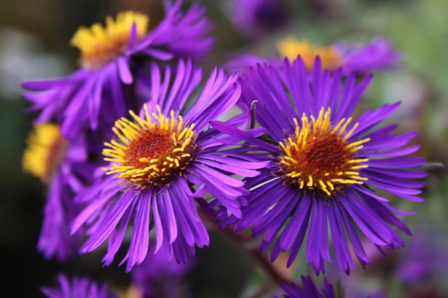 Aster novae-angliae 'Violetta' Raublatt-Aster