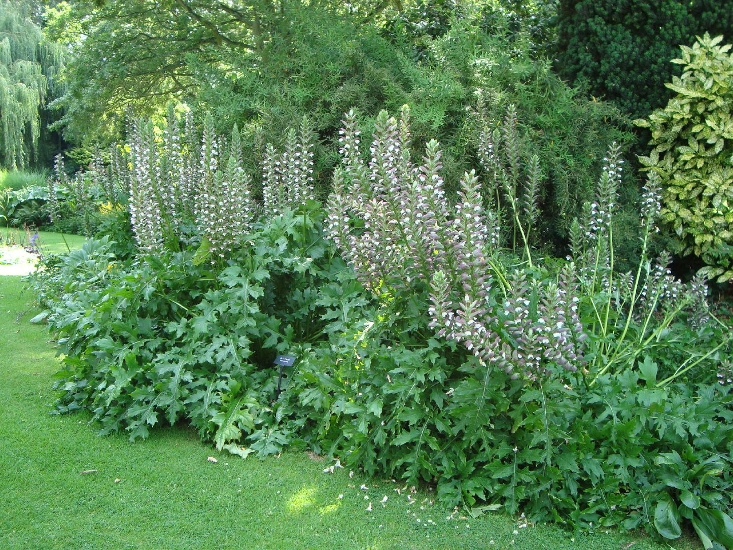Acanthus hungaricus (Bärenklau)