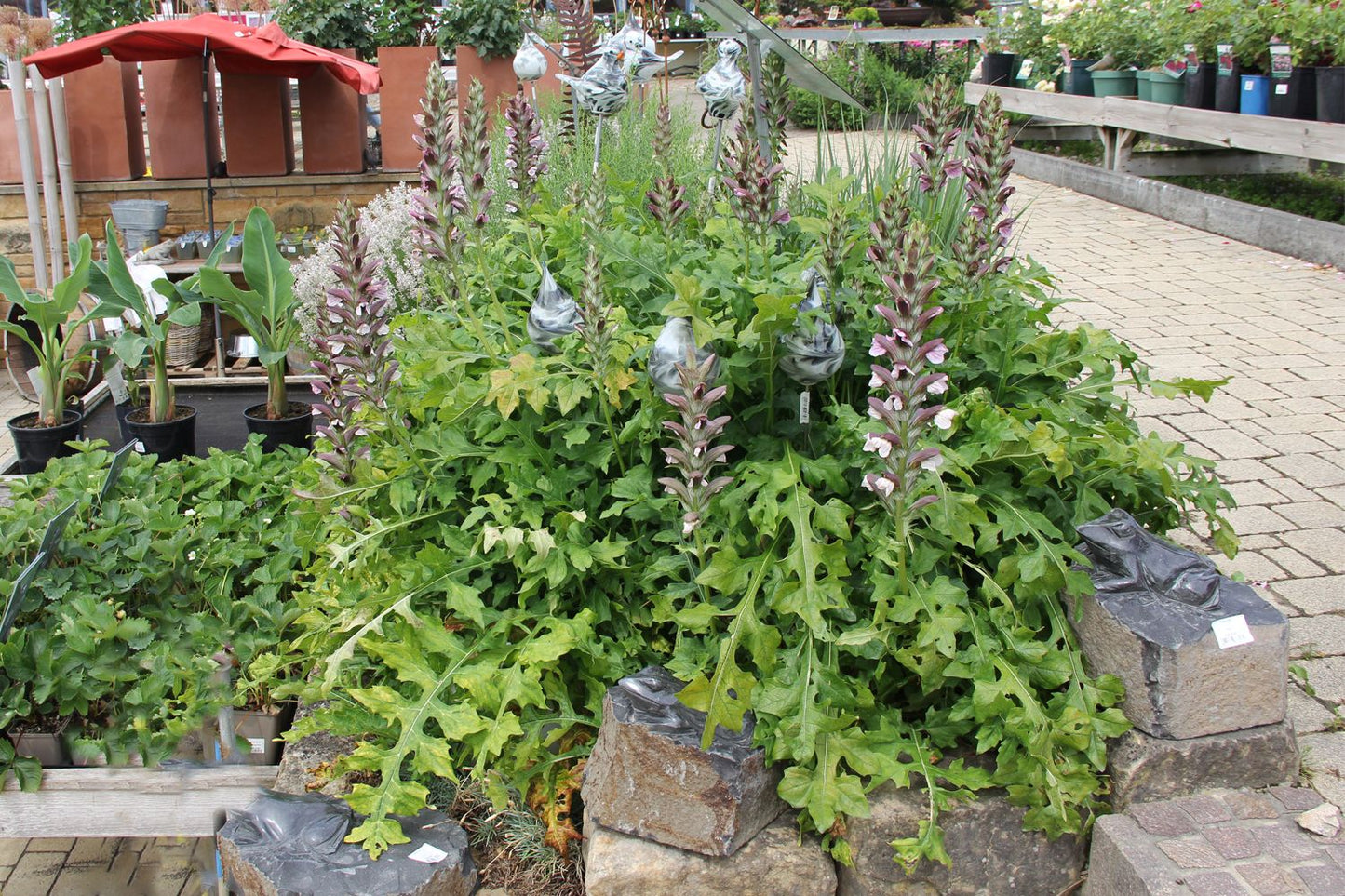 Acanthus hungaricus (Bärenklau)