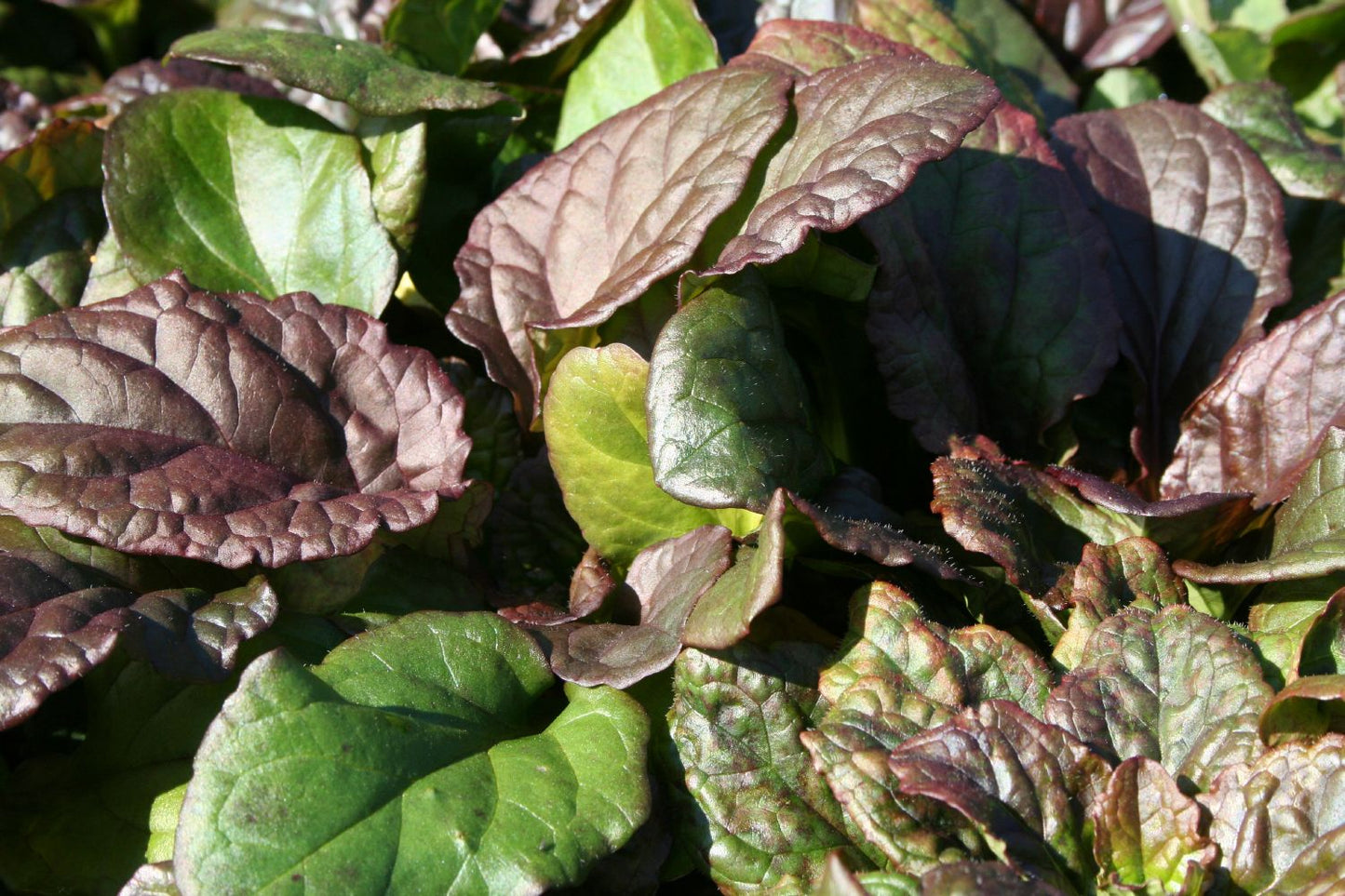 Ajuga reptans 'Catlin's Giant' Günsel
