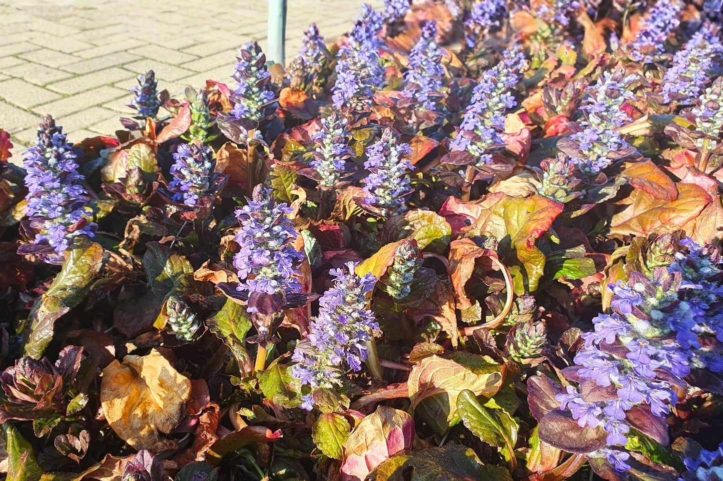 Ajuga reptans 'Catlin's Giant' (Günsel)