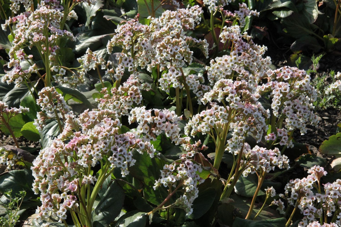 Bergenia stracheyi 'Brahms' (Himalaya-Bergenie)