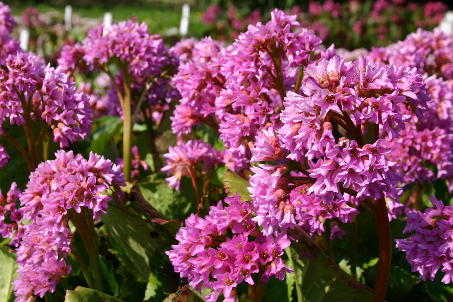 Bergenia cordifolia 'Rietheim' (Bergenie)