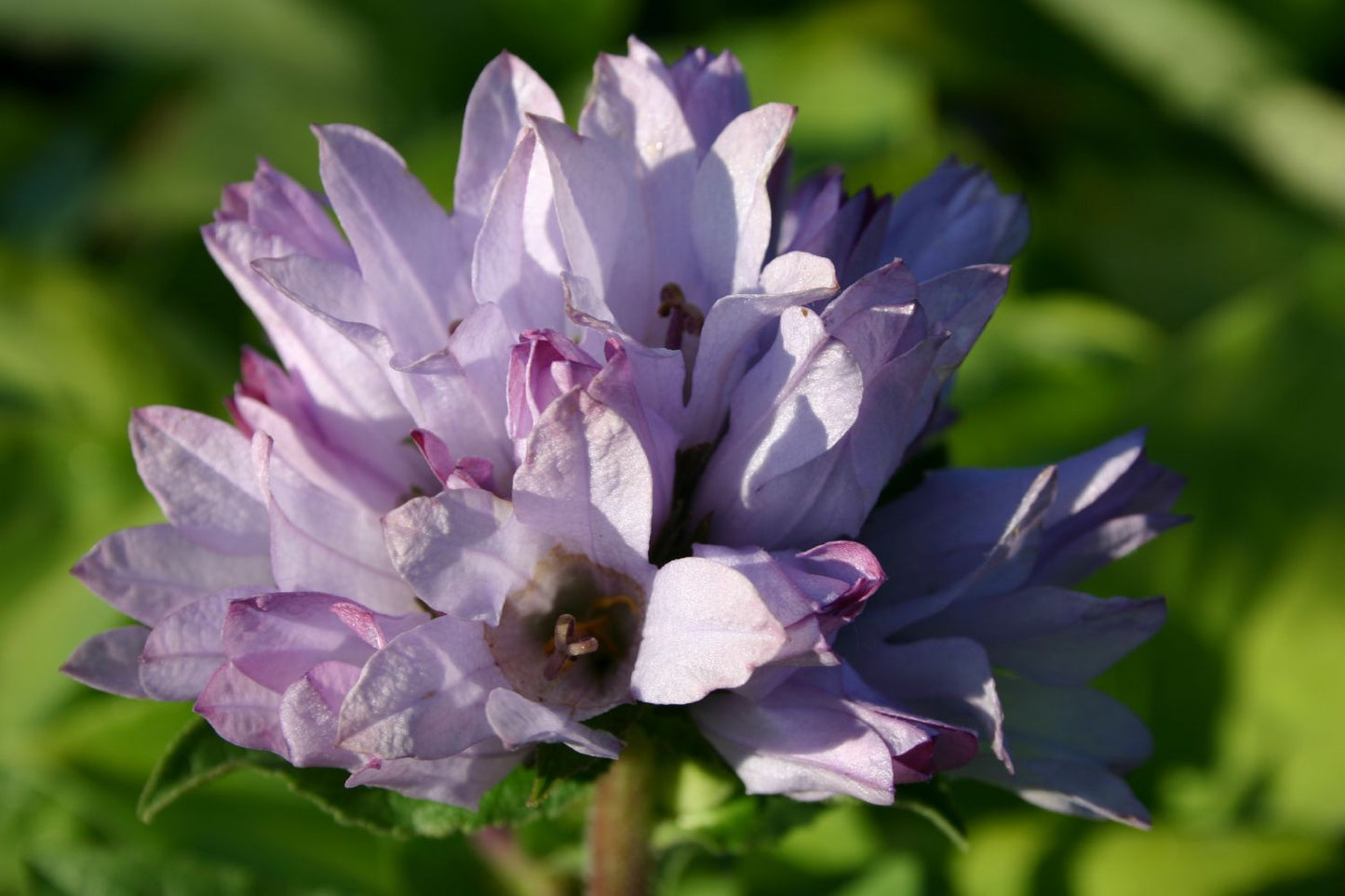 Campanula glomerata 'Caroline' Knäuel-Glockenblume