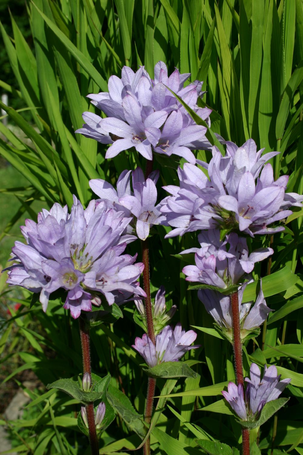 Campanula glomerata 'Caroline' (Knäuel-Glockenblume) Campanula glomerata 'Caroline' (Knäuel-Glockenblume)