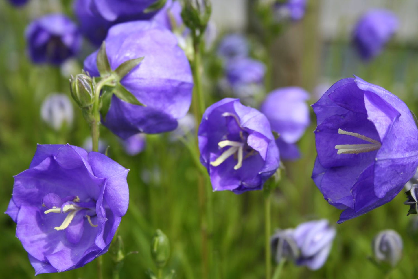 Campanula persicifolia 'Blue Bloomers' (Pfirsichblättrige Glockenblume)