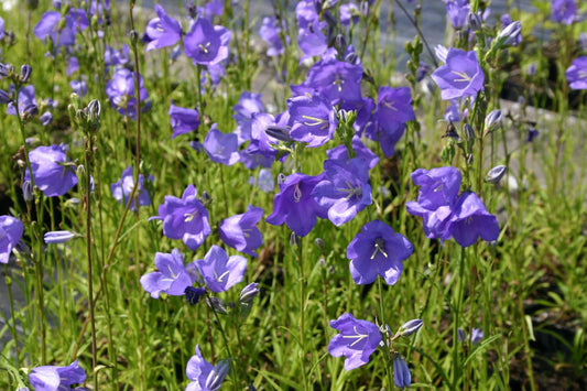 Campanula persicifolia 'Grandiflora Coerulea' Pfirsichblättrige Glockenblume