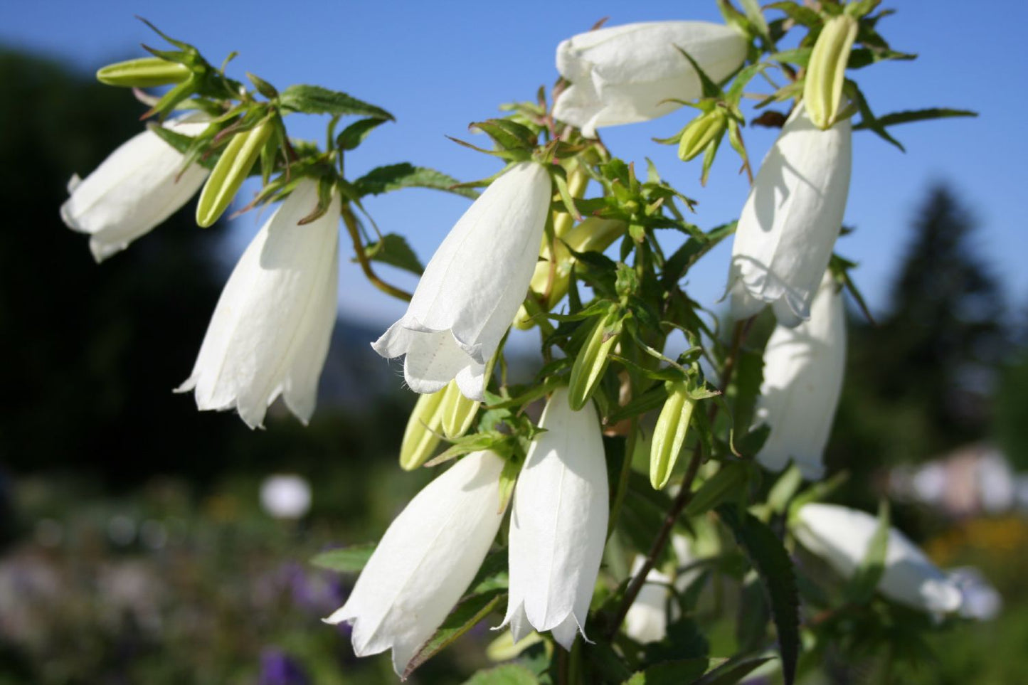 Campanula punctata Japan-Glockenblume