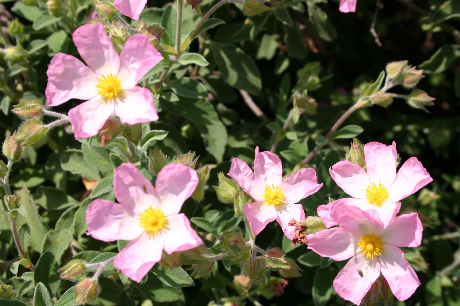 Cistus x lenis 'Grayswood Pink' Zistrose