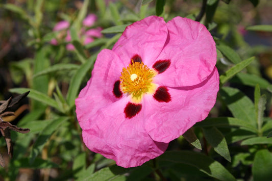 Cistus purpureus Zistrose